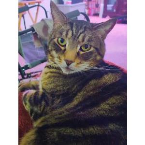 Lost Cat Krona