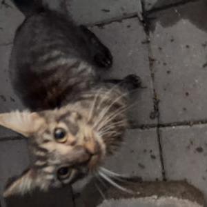 Found Cat Unknown