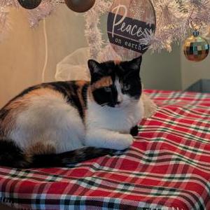 Lost Cat Ciara
