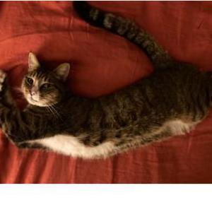 Lost Cat TEDDY