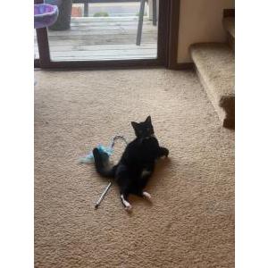 Lost Cat Clarice