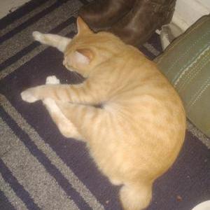 Lost Cat Mr miyagi