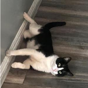 Lost Cat Cornelius