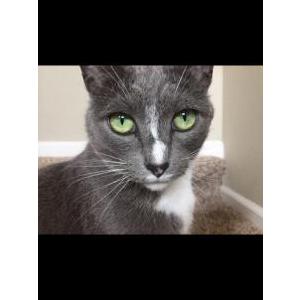 Lost Cat Loki