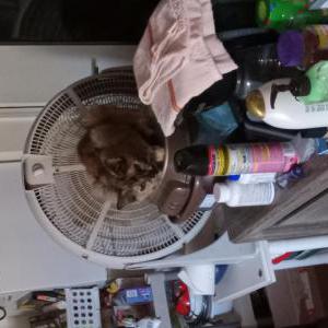 Image of Pumpkin, Lost Cat