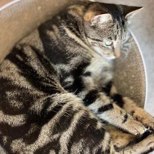 Lost Cat Taz