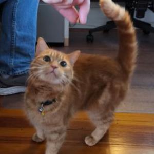 Lost Cat Mouse