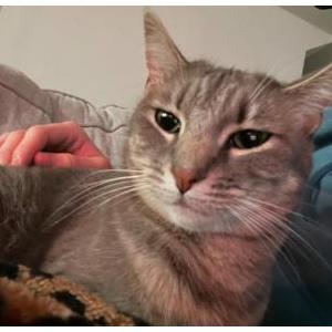 Lost Cat Doobie
