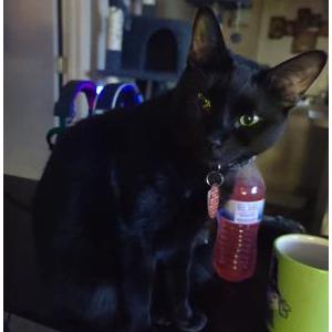Image of Midna, Lost Cat