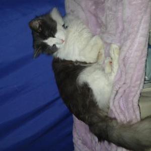 Lost Cat Tatter totts