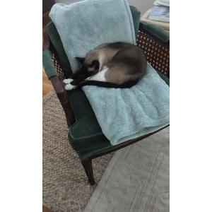 Lost Cat Jacques