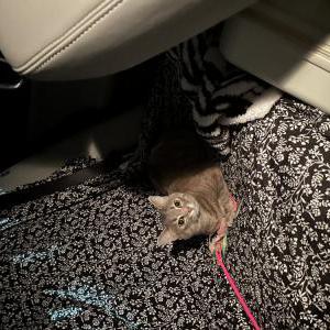 Lost Cat Mia