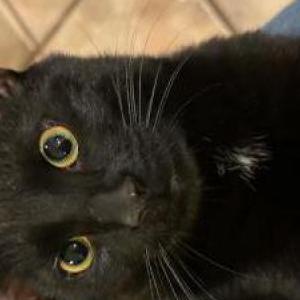 Lost Cat Mink
