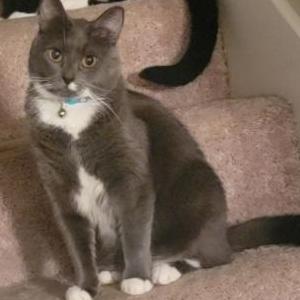 Lost Cat Stormy