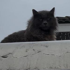Lost Cat Puma