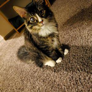 Lost Cat Bing