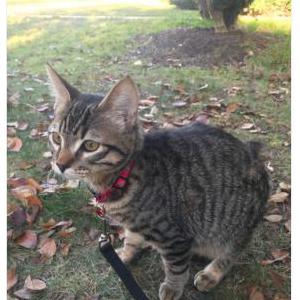 Lost Cat Gomez