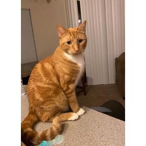Lost Cat Biggins