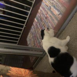 Lost Cat Snow