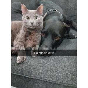 Lost Cat BaconGrease