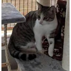 Lost Cat Sam