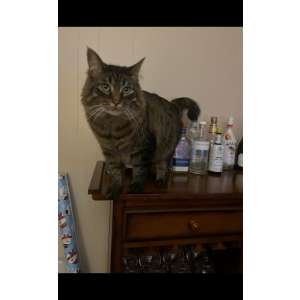 Lost Cat Benz