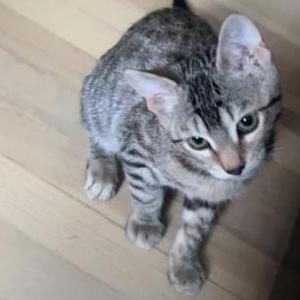 Lost Cat Shira