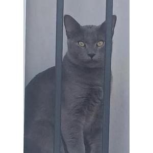 Image of Creede, Lost Cat