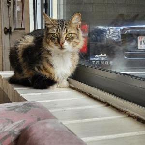 Image of Unknown, Found Cat