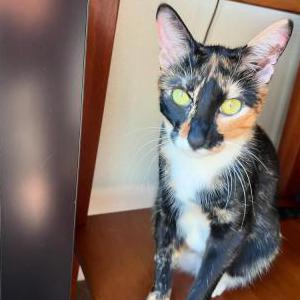 Lost Cat Hallie