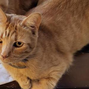 Lost Cat Junior
