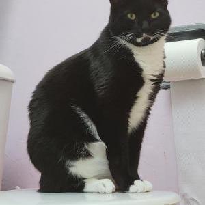 Lost Cat Mickey