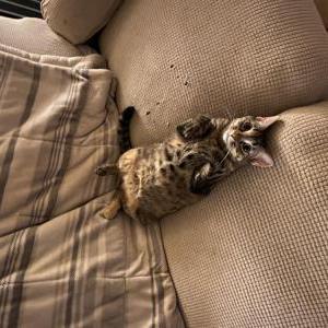 Image of Millie, Lost Cat