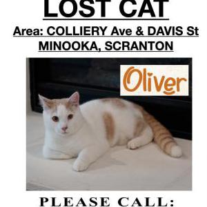 Lost Cat Oliver
