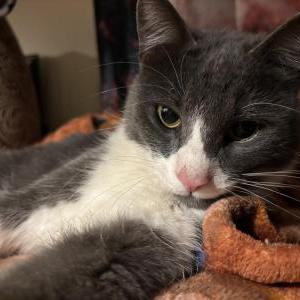 Found Cat Unknown