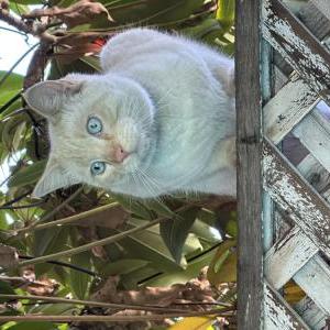 Found Cat Unknown