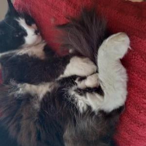 Lost Cat Kasu