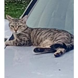 Lost Cat Sage