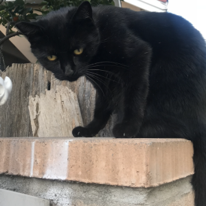Lost Cat Cathy