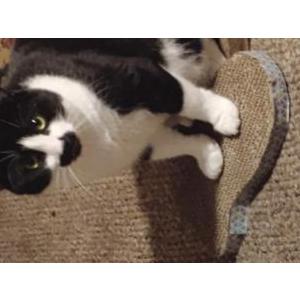 Lost Cat Sylvester