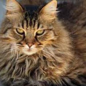 Image of unknown, Found Cat
