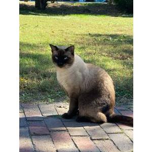 Lost Cat Zuko