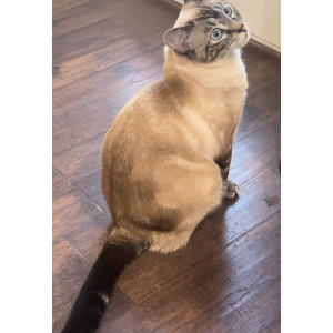 Lost Cat Snowy