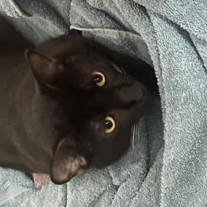 Found Cat Unknown