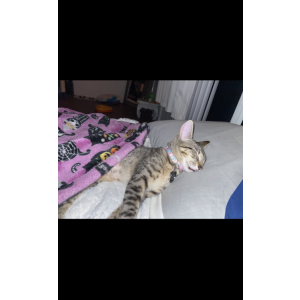 2nd Image of Aaliyah/ Rue, Lost Cat