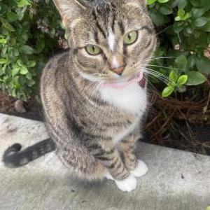 Lost Cat frankie