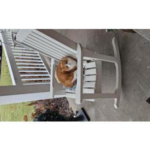 Lost Cat Ginger