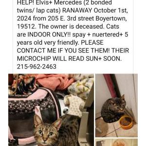 Lost Cat Elvis