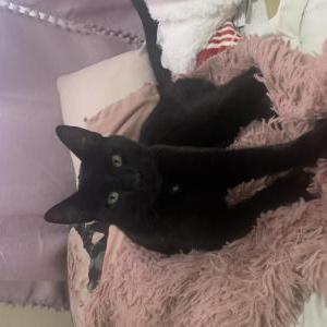 Lost Cat Lucky