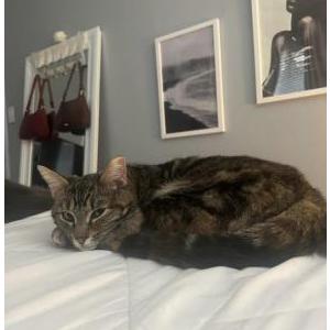 Lost Cat Vivi